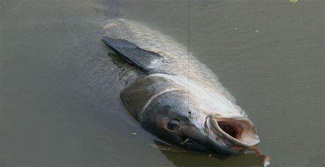 野釣青魚一定要掌握好這五點技巧，大魚手到擒來那是必須的！ 每日頭條