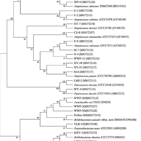 The Phylogenetic Tree Based On 16s Rrna Genes Of Isolates And Type