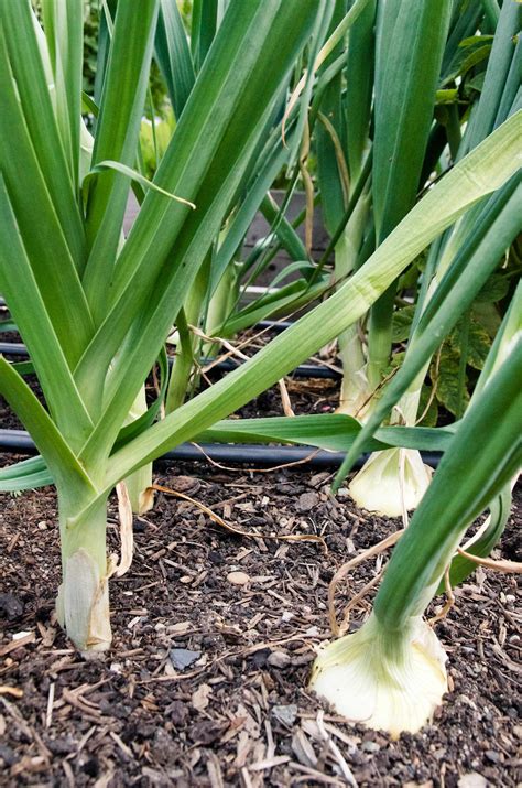 How To Plant Onions — Seattle Urban Farm Company