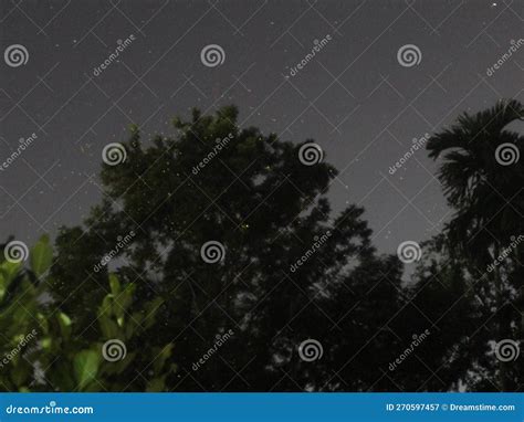 Firefly and stars at night stock image. Image of darkness - 270597457