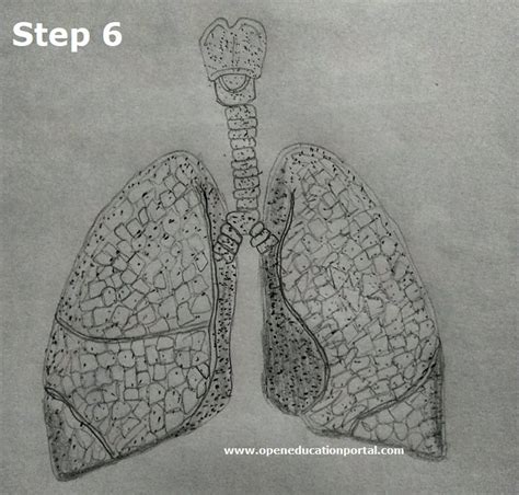 Aggregate more than 133 lungs easy drawing best - seven.edu.vn