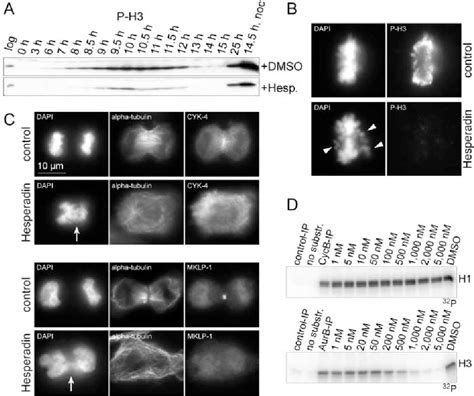 Mitotic Spindle Apparatus | Semantic Scholar