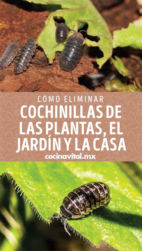 Cómo eliminar cochinillas de las plantas el jardín y la casa Plagas