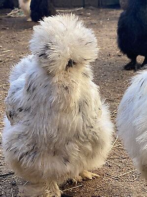 6 Show Quality Silkie Chicken Fertile Hatching Eggs All Colors Bearded