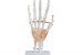 BOU 114A Life Size Hand Joint With Ligaments Model DARHMMY