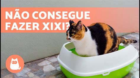 Meu GATO NÃO consegue URINAR Causas e o que fazer YouTube