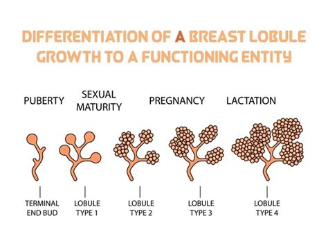 Breast Development Stages Chart