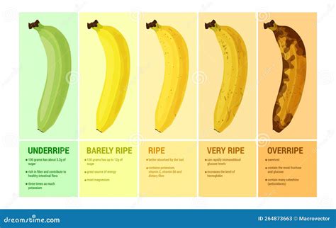 Conjunto De Composiciones De Banana Madura Ilustración Del Vector