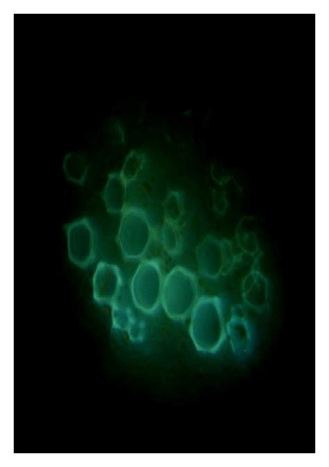 Nitric Oxide Visualization In The Leaf Petiole Sections Of Tomato By