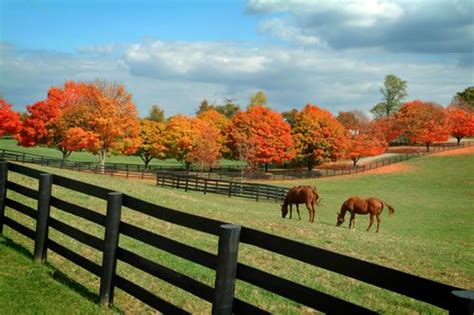 11 Reasons Why Lexington In Fall Is Heaven On Earth Kentucky Horse