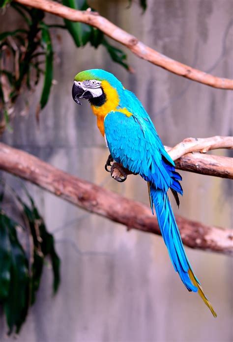 Macaw Parrot Exotic · Free photo on Pixabay