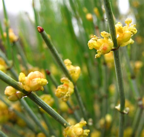 Gnetophyta Ephedra