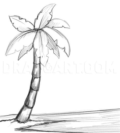 How To Draw A Palm Tree, Step by Step, Drawing Guide, by Dawn ...