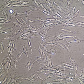 Human Dermal Fibroblasts Adult Primary Cells