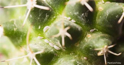 Mealybugs On Cactus Controlling And Getting Rid Of Cactus Mealybug