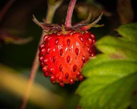 Red Strawberry Stems And Leaves Strawberry Plants