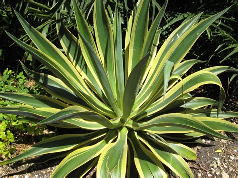 Agave dessmettiana 'Variegata'(Dwarf Variegated Agave1) - Richard Lyons Nursery, Inc.