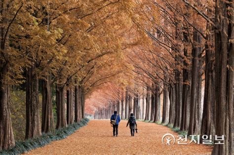 지역명소 가을 내음 물씬 낭만은 ‘덤 담양 메타세쿼이아 가로수 길로 떠나볼까