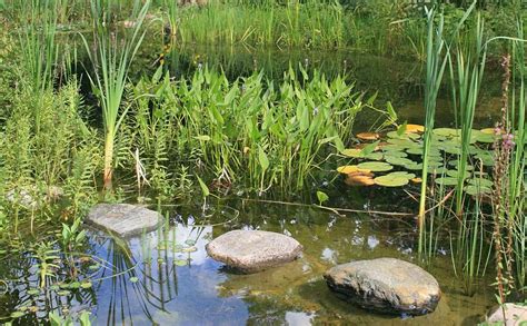 Wasserpflanzen Teich