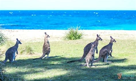 The Ultimate 2 Week South Coast NSW Road Trip Itinerary