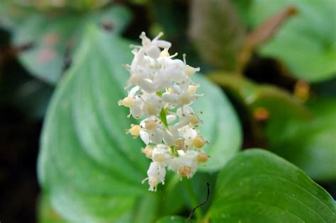 Maianthemum Dilatatum Ruscaceae Image At Phytoimages Siu Edu