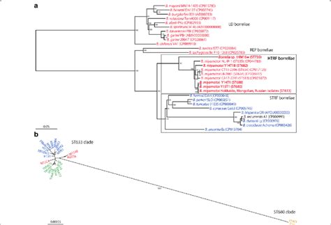 Phylogenetic Trees Of The Entire Borrelia Lineage And St St Based