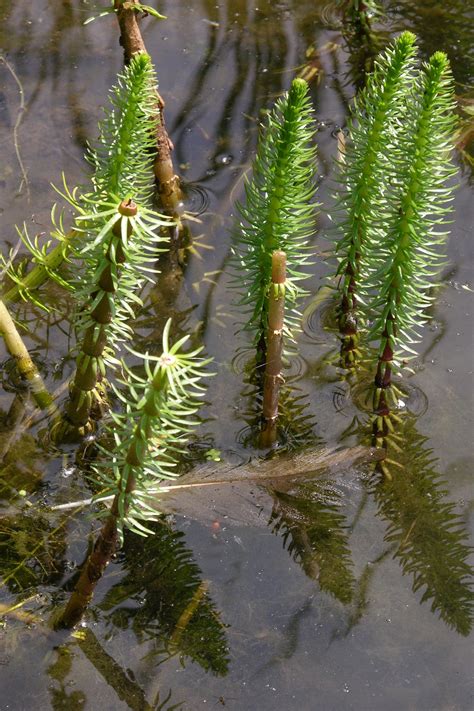 Pflanze Des Monats Gew Hnlicher Tannenwedel Stiftung Naturschutz Berlin