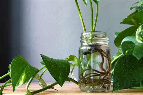 Come Coltivare Il Pothos In Acqua