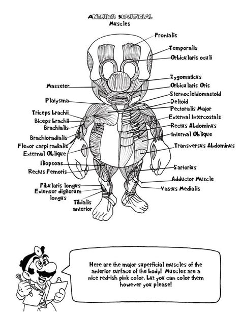 Anatomy Coloring Pages Heart | Printable Heart Anatomy Coloring Pages