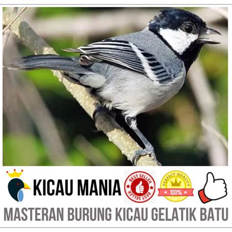 Jual Masteran Burung Kicau Gelatik Batu Gacor Variant Kota Bekasi