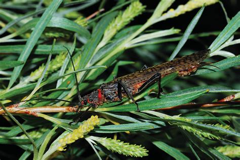 Stoneflies East And West Fly Fisherman