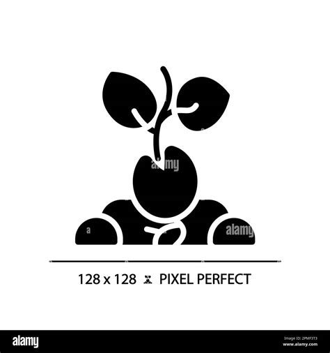 Germination Seed Black And White Stock Photos And Images Alamy