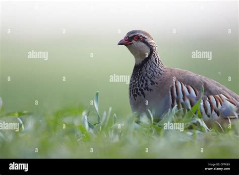 Red Legged Partridge Alectoris Rufa Uk Stock Photo Alamy