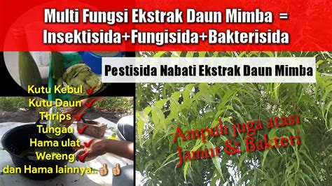 Cara Membuat Pestisida Nabati Dari Daun Mimba Dan Manfaatnya Bagi