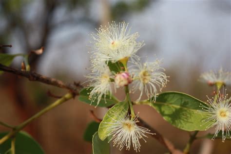 West African Plants A Photo Guide Syzygium Guineense Willd Dc