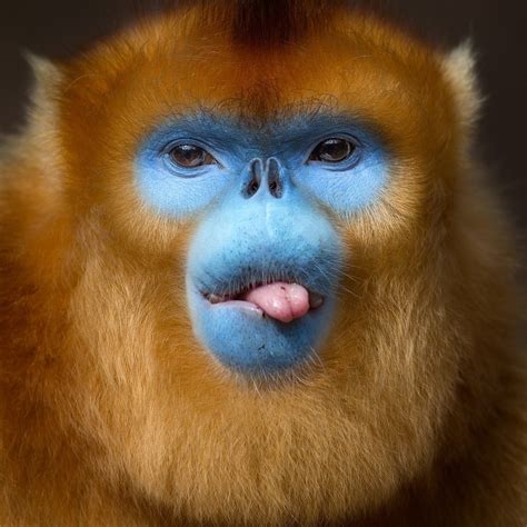 Endangered Beautiful Golden Snub Nose Monkey Sticking Out Tongue In