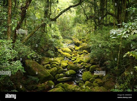 Flora Selva Fotograf As E Im Genes De Alta Resoluci N Alamy