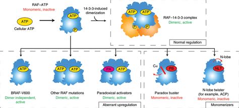 Model For Dimerization Based Regulation Of Raf Kinase Activity Normal