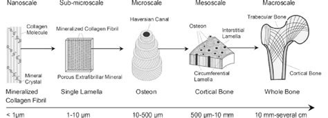 Hierarchical Structure Of Cortical Bone [3] Download Scientific Diagram