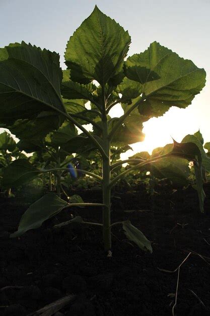 Um sol brilhando através das folhas de uma planta Foto Premium