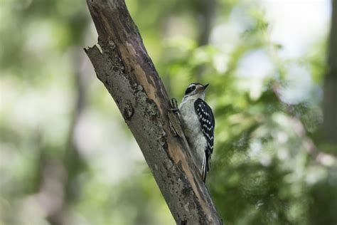 Free Images Nature Branch Wildlife Green Beak Fauna Close Up