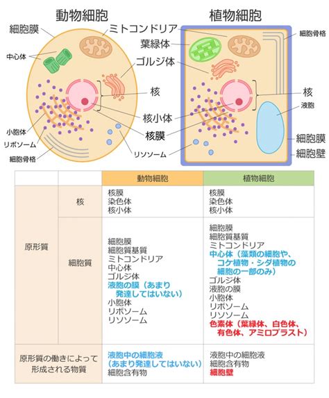 細胞の構造と働きをマスターしよう！【画像を使って徹底解説】｜高校生向け受験応援メディア「受験のミカタ」