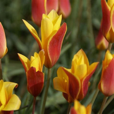 Tulipa Clusiana Var Chrysantha