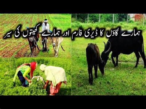 Hamare Gaon Ka Dairy Farm Aur Hamare Kheton Ki Sair Qasimvlog Youtube