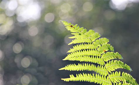 Free Picture Fern Green Leaf Nature Sunshine Plant Outdoor