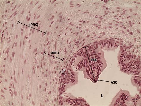 Vas Deferens - 20x | Histology