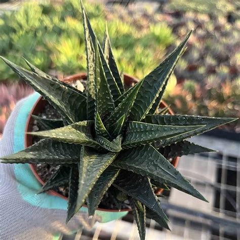 On Sale Haworthia Limifolia Succulent Plant Plantly