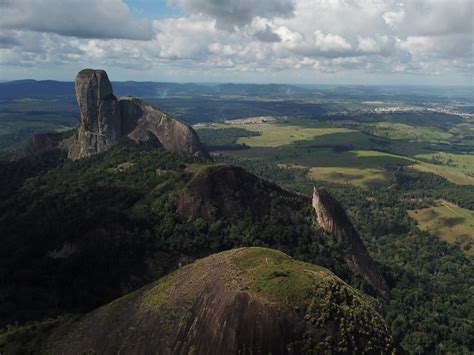 Pau Brasil De Anos Encontrado No Nordeste Veja A Imagem Foca