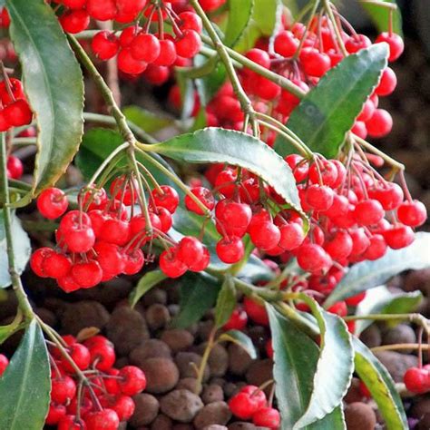 Buy ARDISIA crenata, Coral Berry, seed | Australian Seed