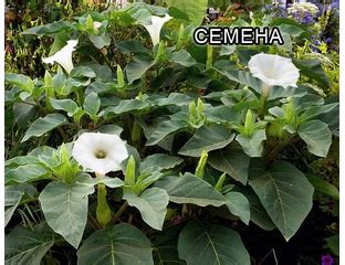 Дурман Индийский Белый, Семена экзотических и редких растений - Дурман ...